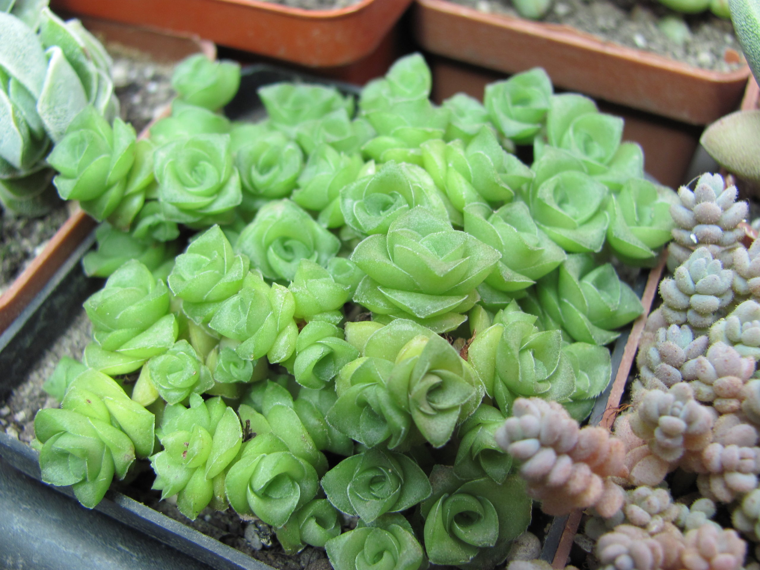 Crassula socialis