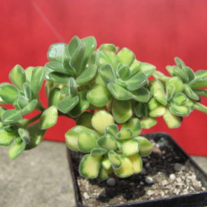 Aeonium   lindleyi variegata