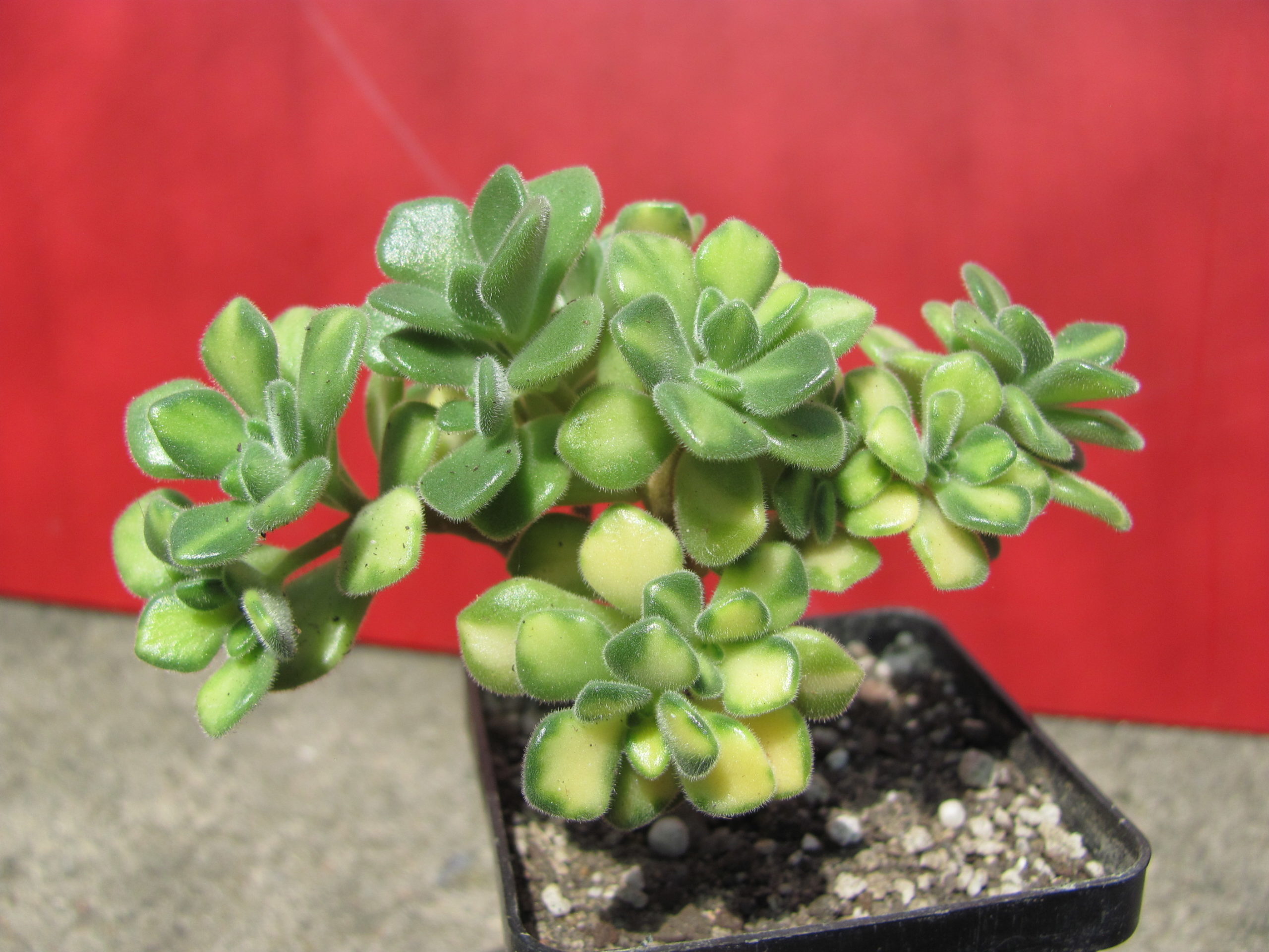 Aeonium   lindleyi variegata