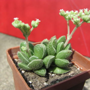 Crassula   hybr.