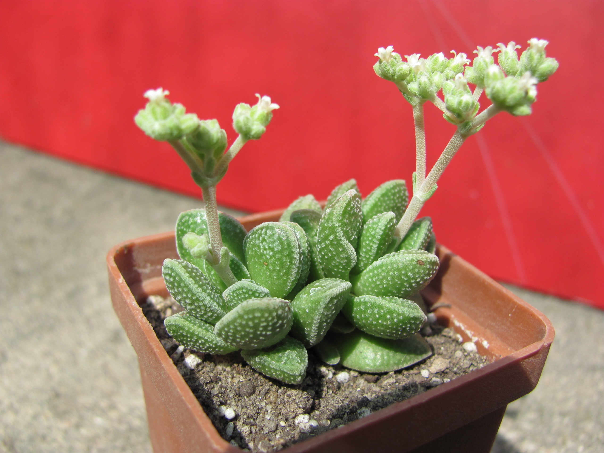 Crassula   hybr.