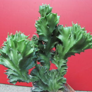 Euphorbia lactea cristata