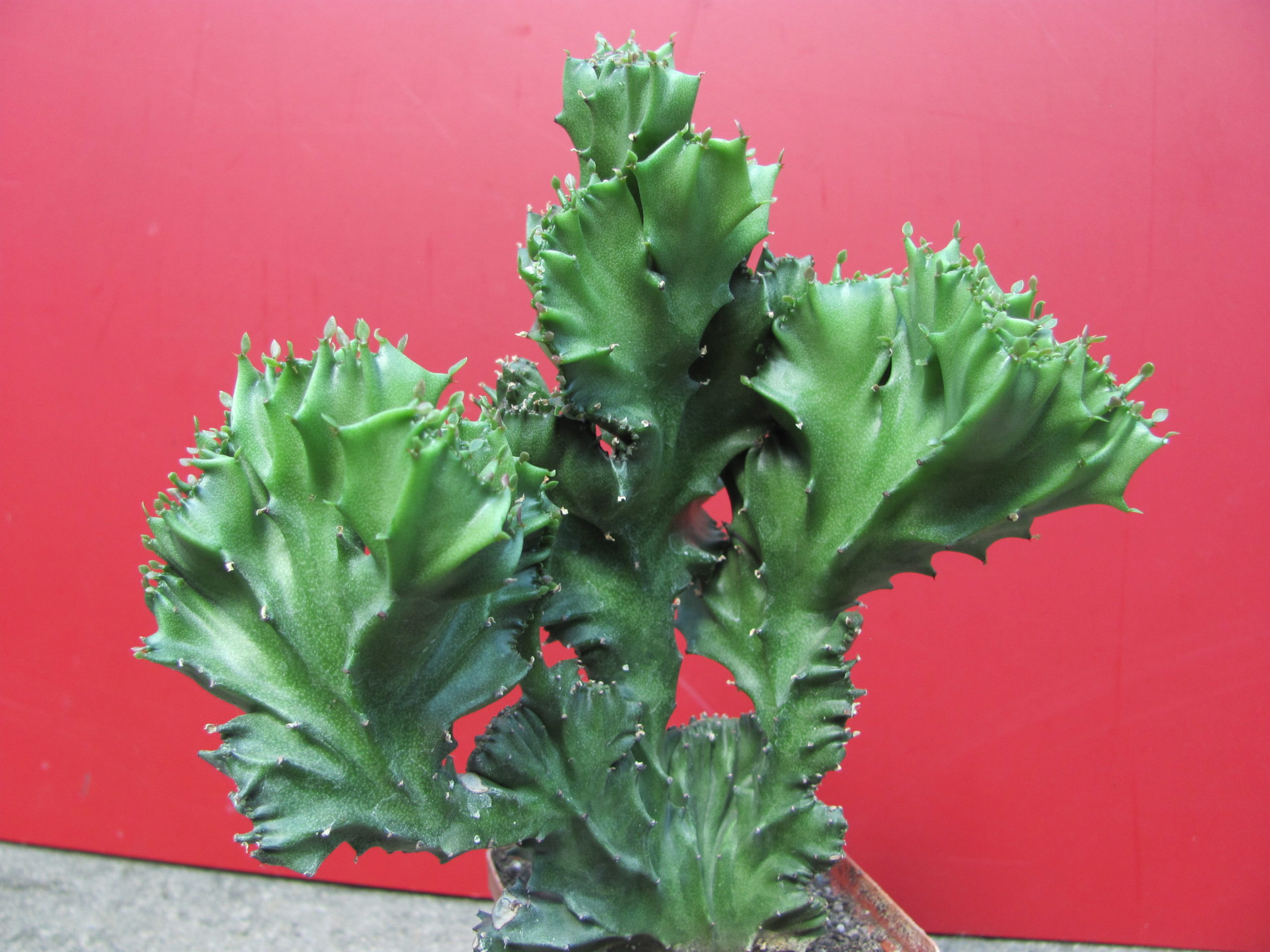 Euphorbia lactea cristata