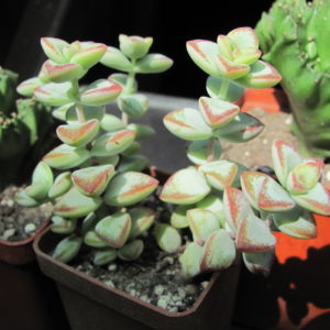 Crassula   perforata  *Aiboshi*