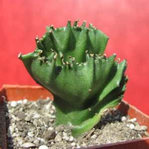 Euphorbia lactea cristata