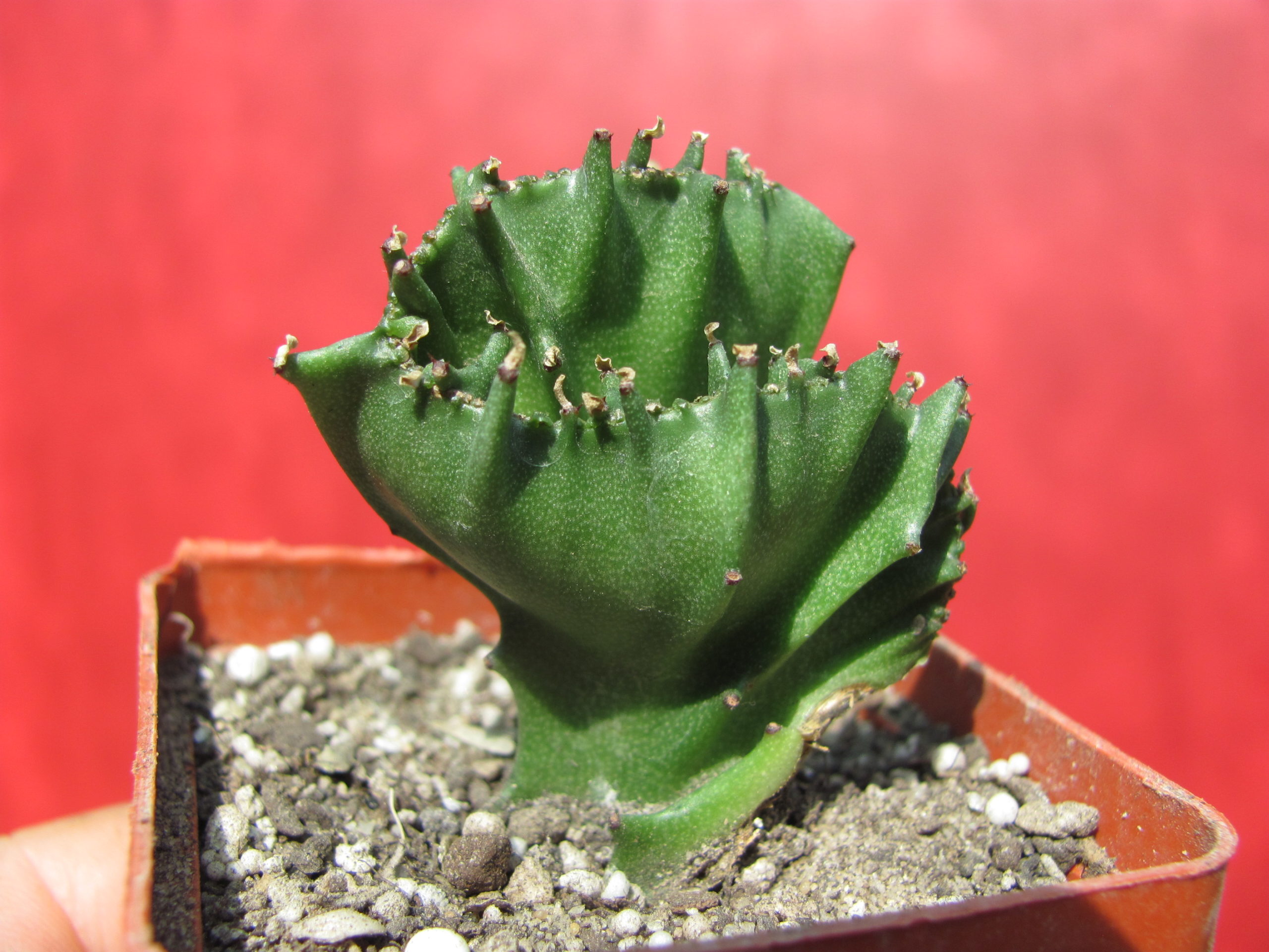 Euphorbia lactea cristata