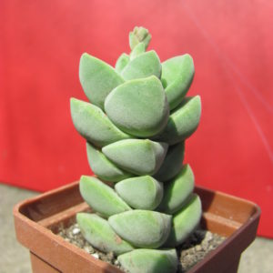 Crassula  moonglow