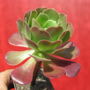 Aeonium Velour