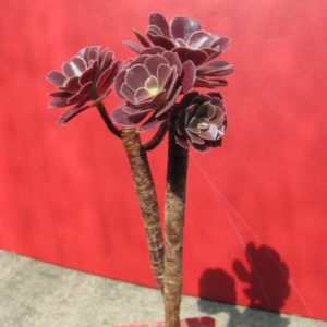 Aeonium Velour