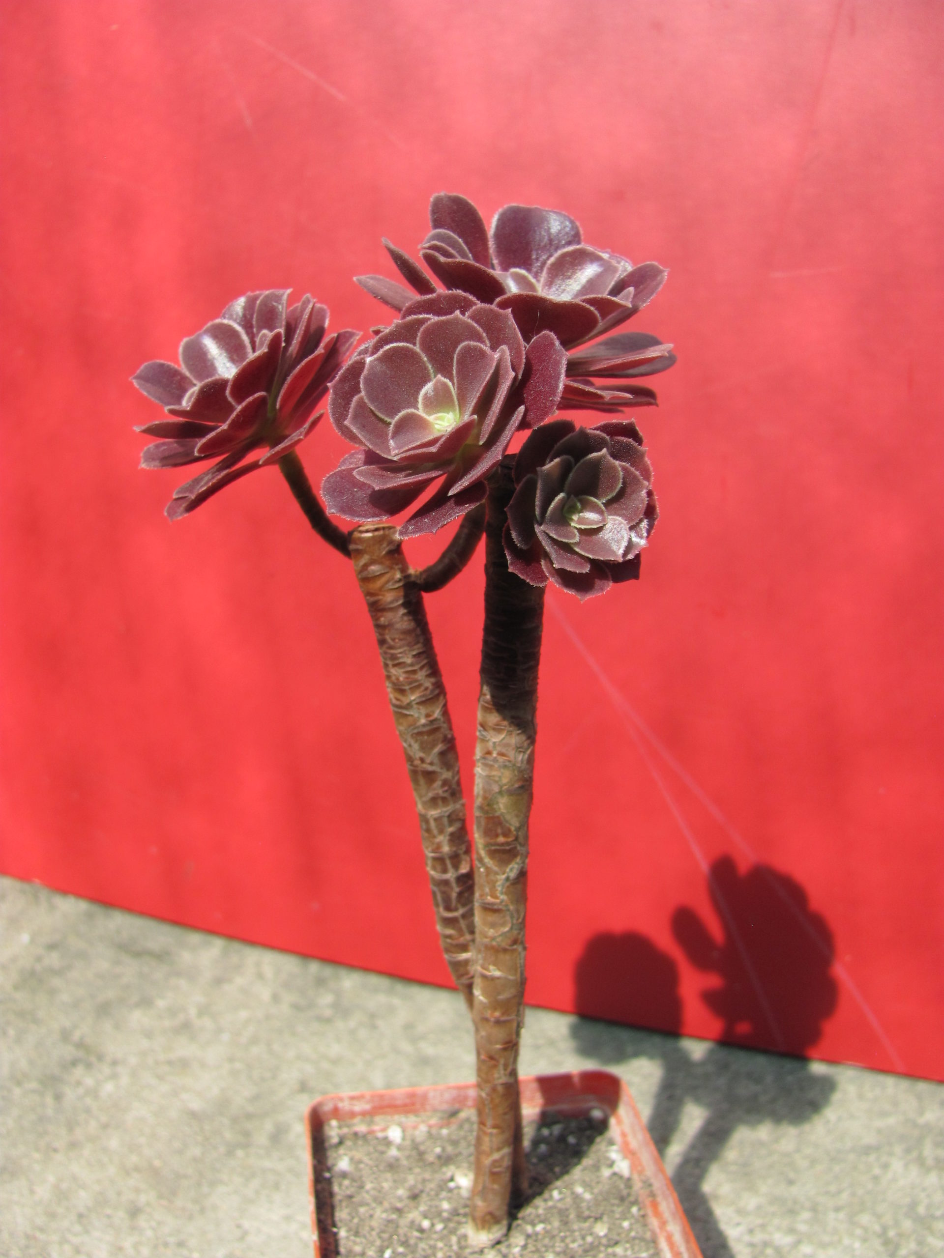 Aeonium Velour