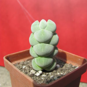 Crassula plegmatoides