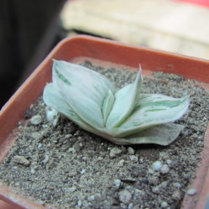 Gasteria Sat Sato no Matsu