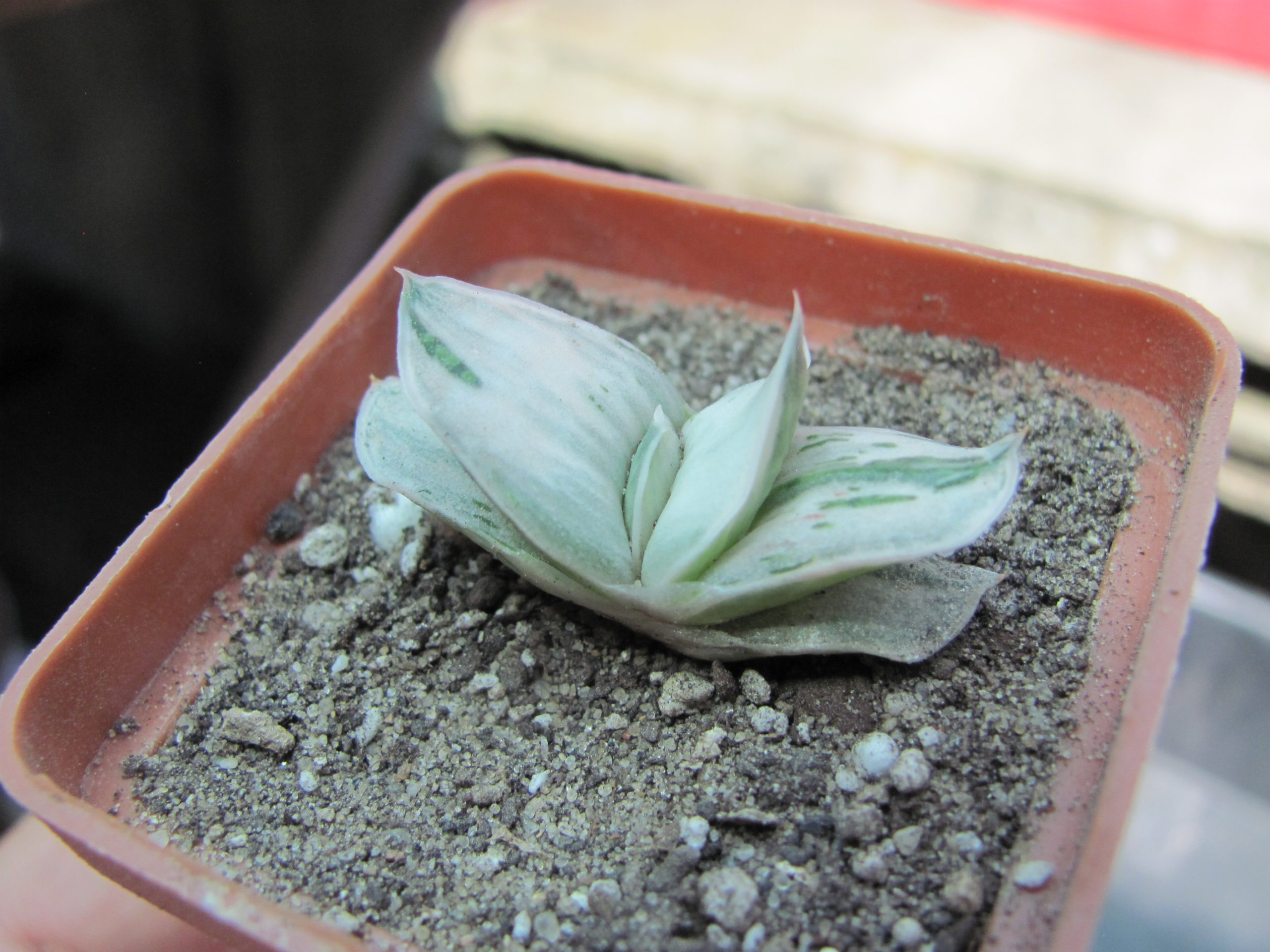 Gasteria Sat Sato no Matsu