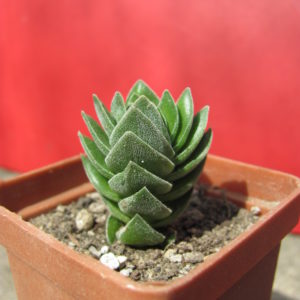 Crassula   Buddhas Temple