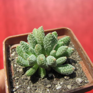 Crassula ausensis   titanopsis