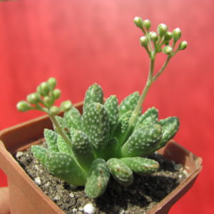 Crassula ausensis  titanopsis