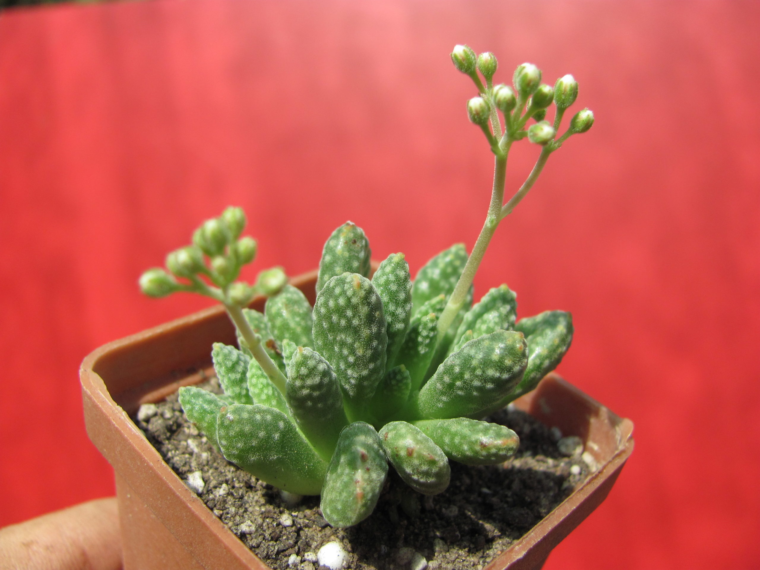 Crassula ausensis  titanopsis