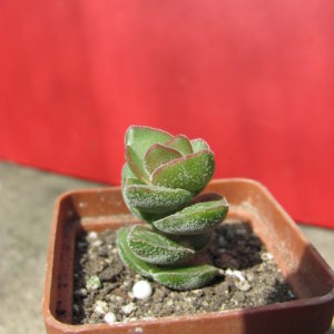 Crassula *Jade Tower*