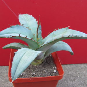 Agava titanota  *Rancho Tambor*