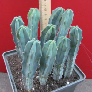 Myrtillocactus geometrizans    10 рослин разом по 75 гр