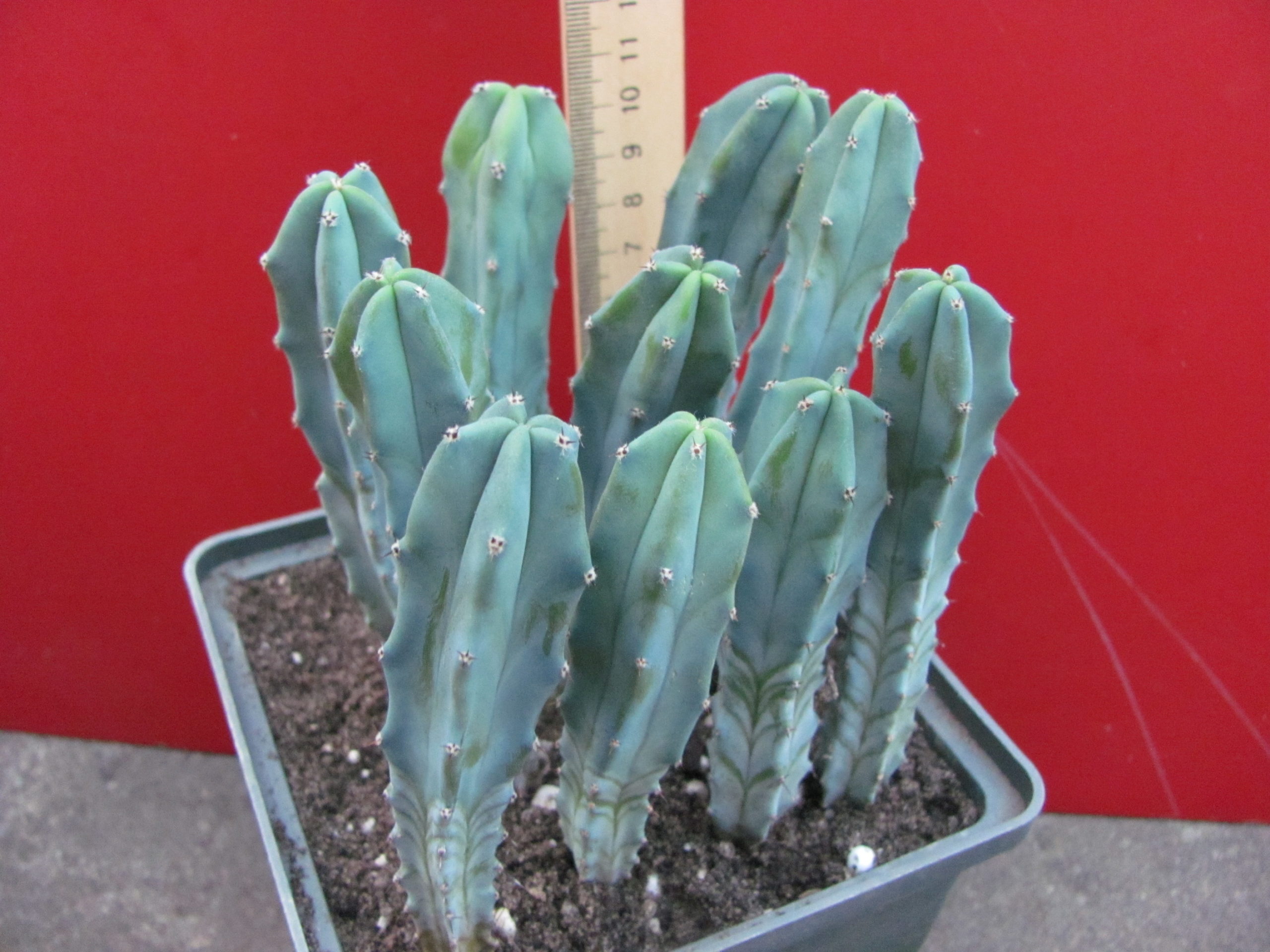 Myrtillocactus geometrizans 10 рослин разом по 75 гр