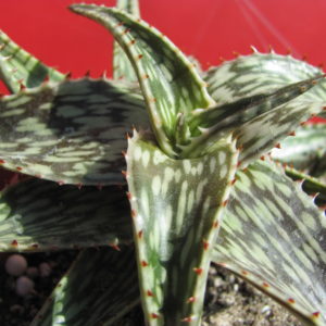 Agava  somaliense
