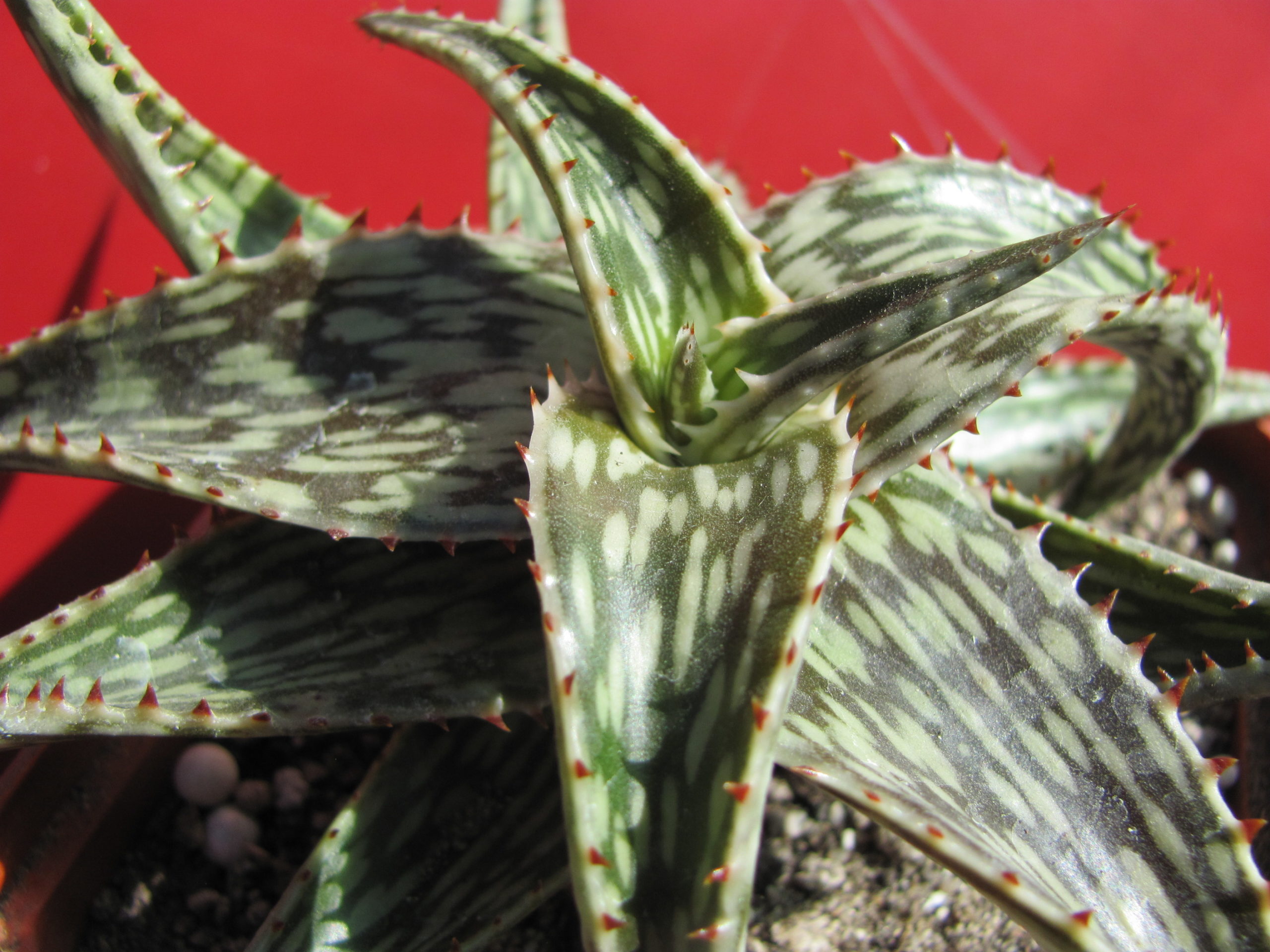 Agava somaliense