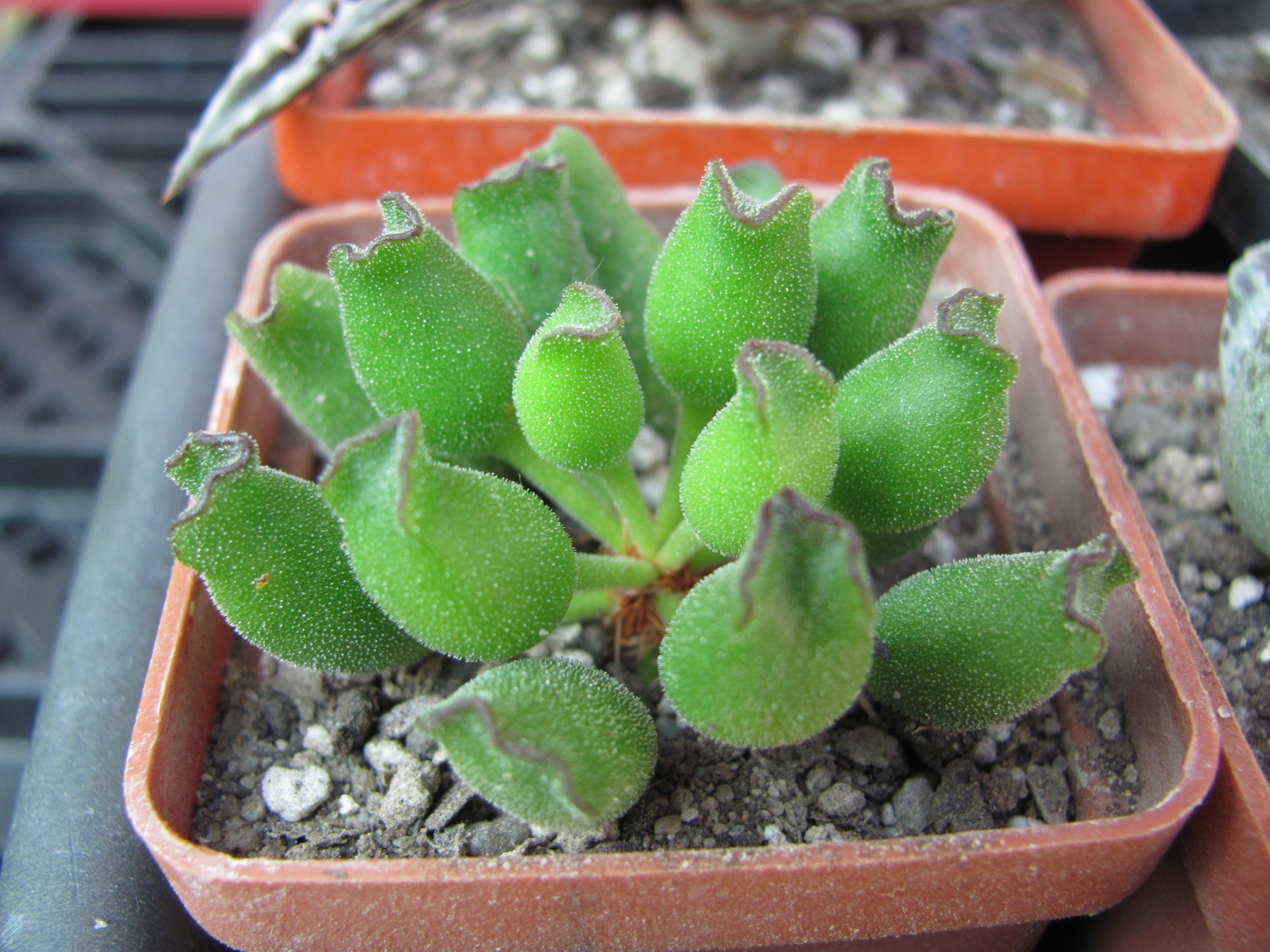 Adromischus cristatus Kleinpoort