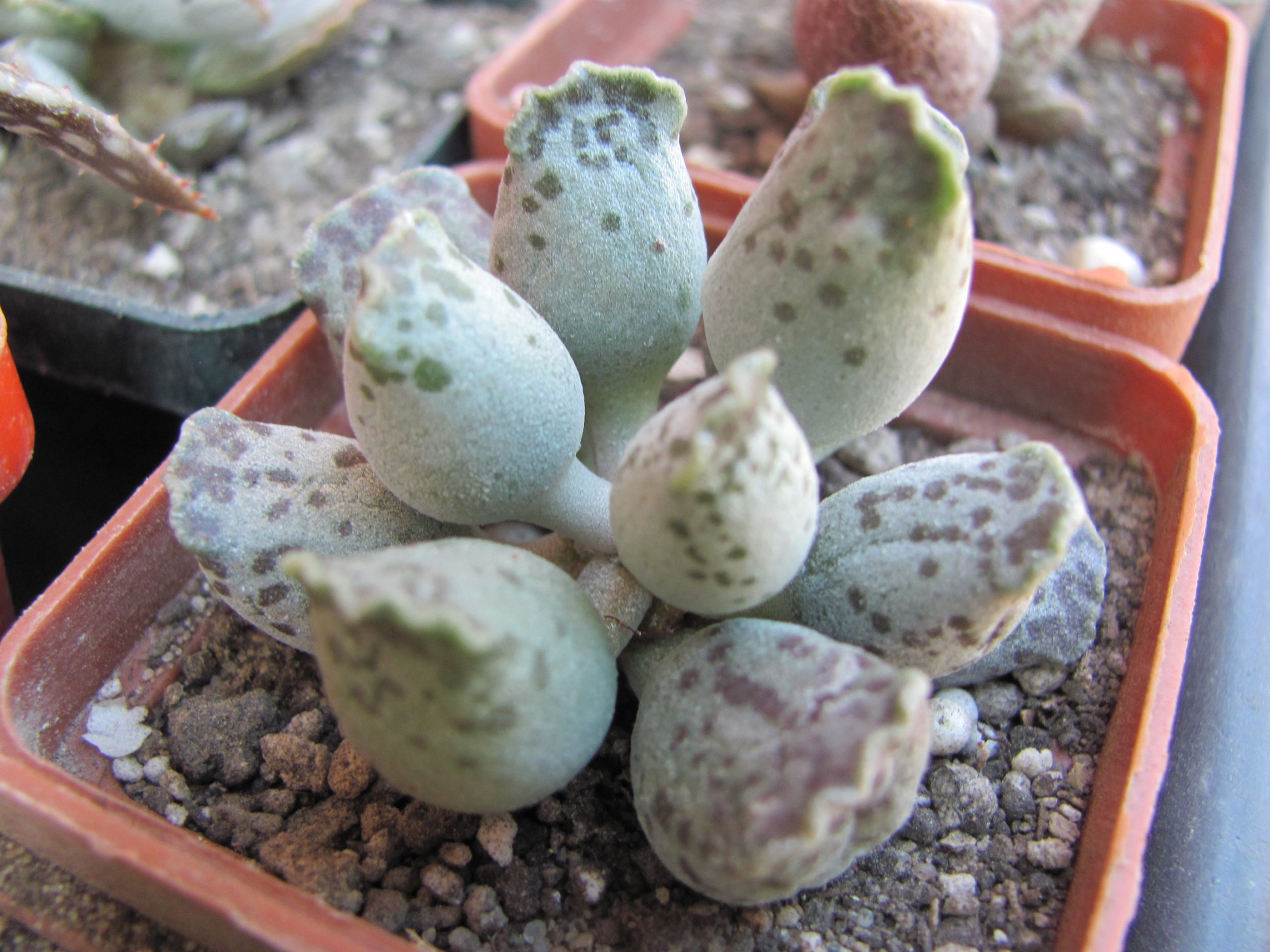 Adromischus    Silver Tubes