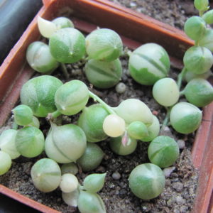 Senecio  rowleyanus variegata