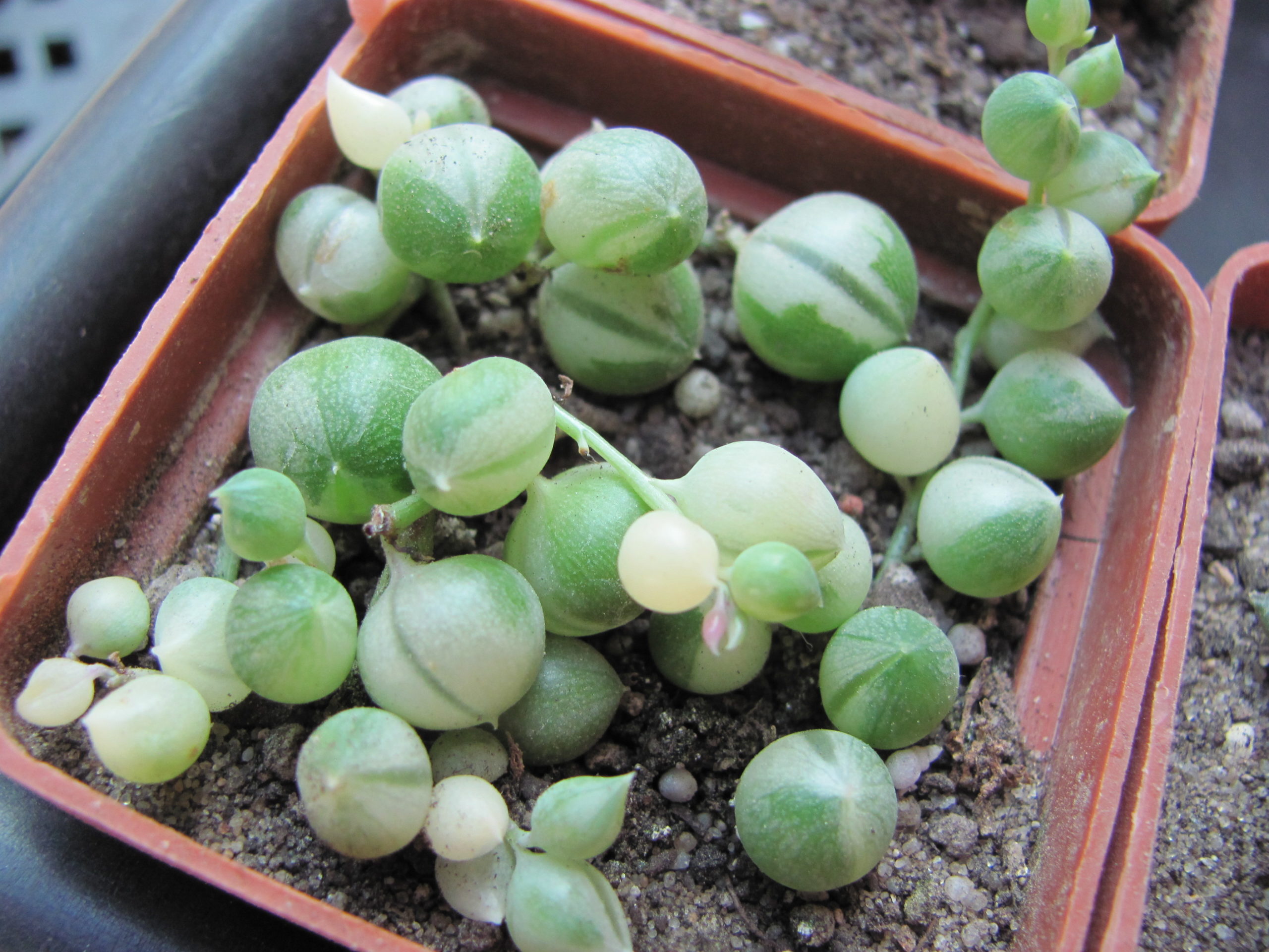 Senecio  rowleyanus variegata