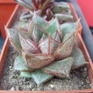 Echeveria  purpusorum   *White form*