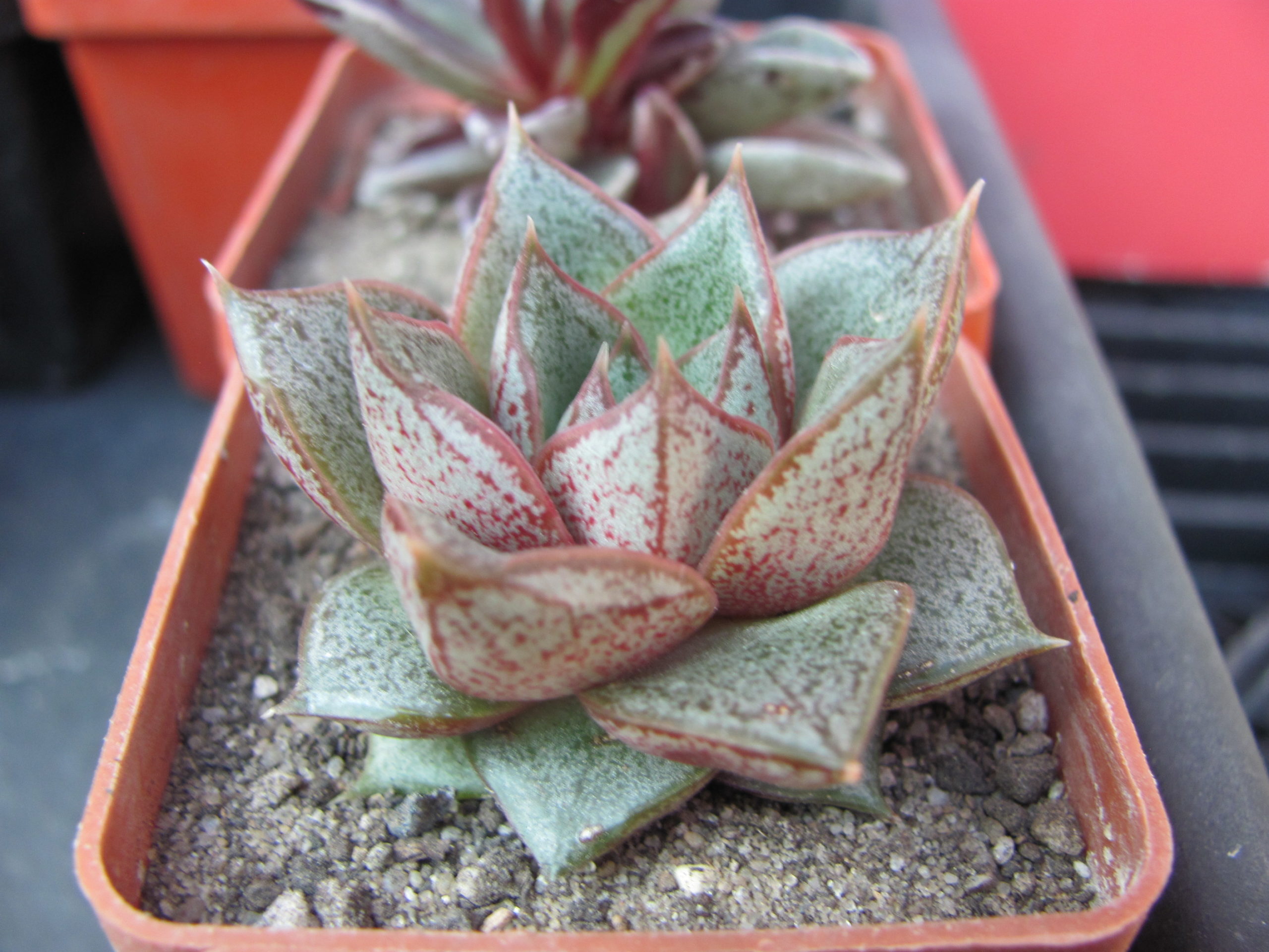 Echeveria  purpusorum   *White form*