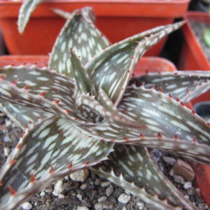 Aloe  somaliense  x  jucunda