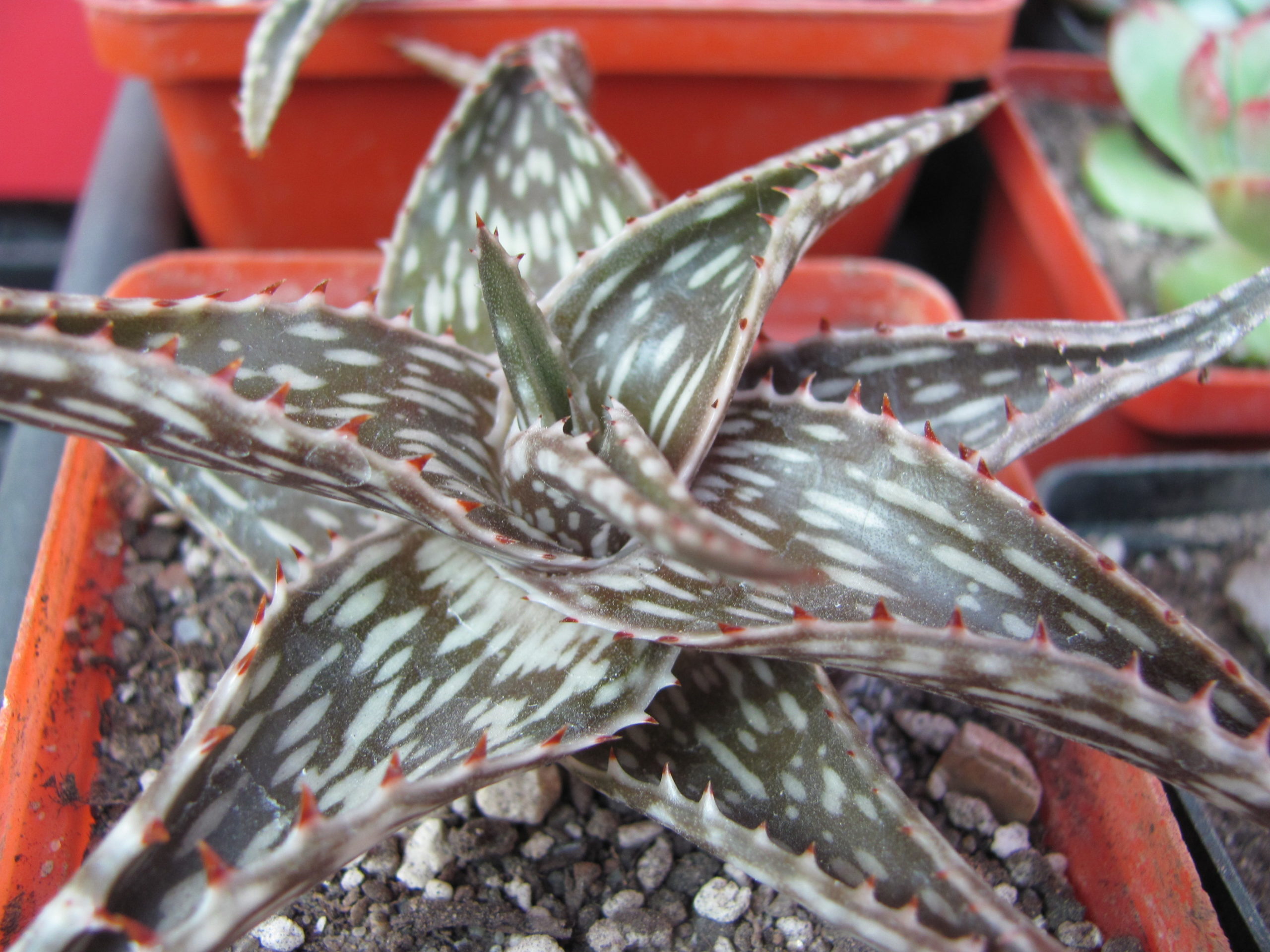 Aloe somaliense x jucunda