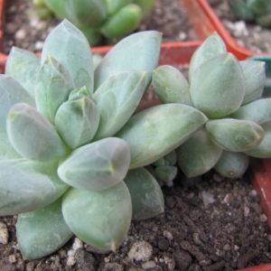 Pachyphytum hybr.