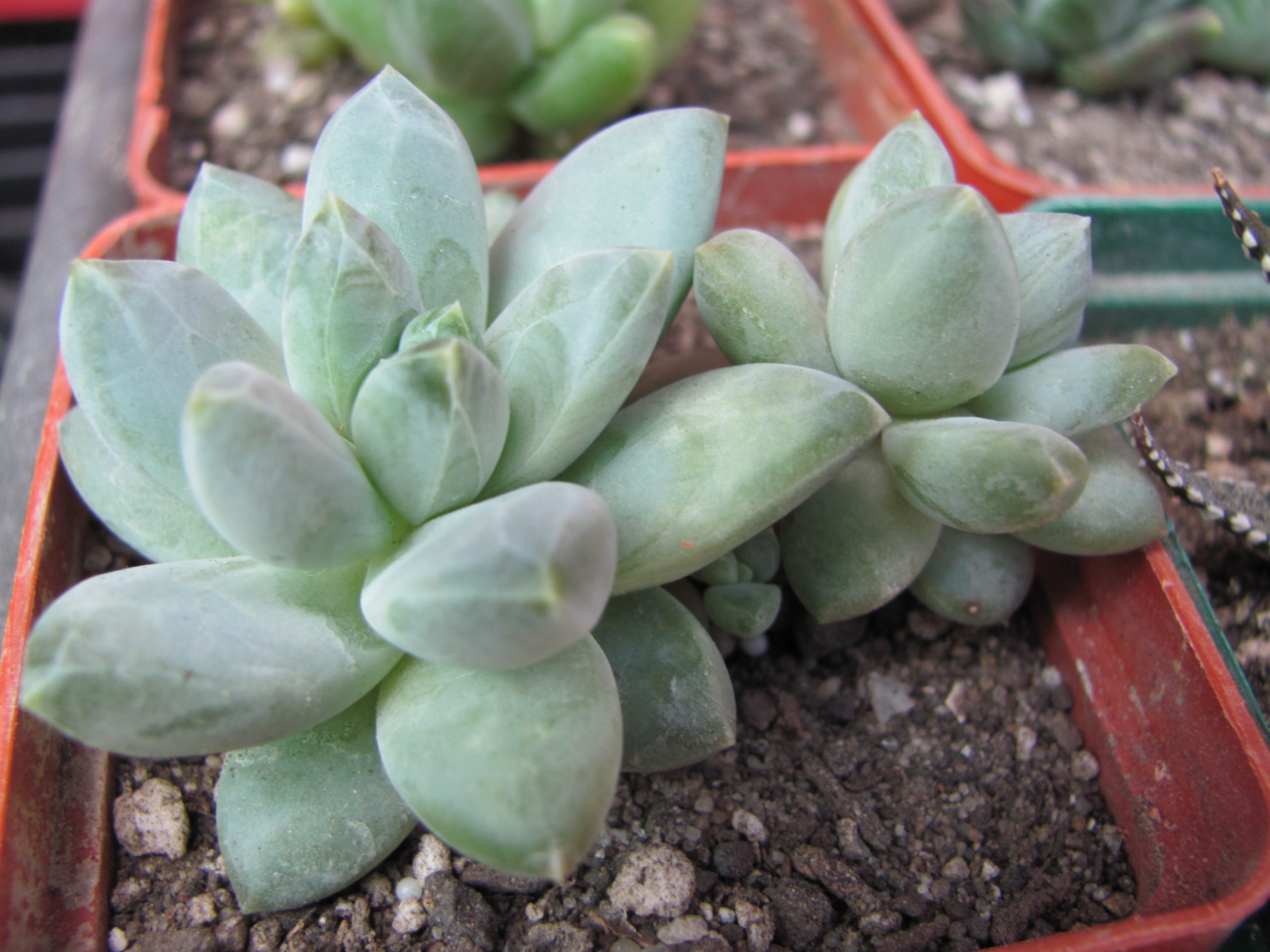 Pachyphytum hybr.