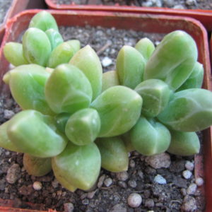 Pachyphytum  compactum  *Green Big*