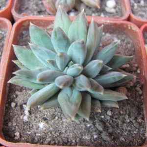 Pachyphytum  hybr.     (cristata ?)
