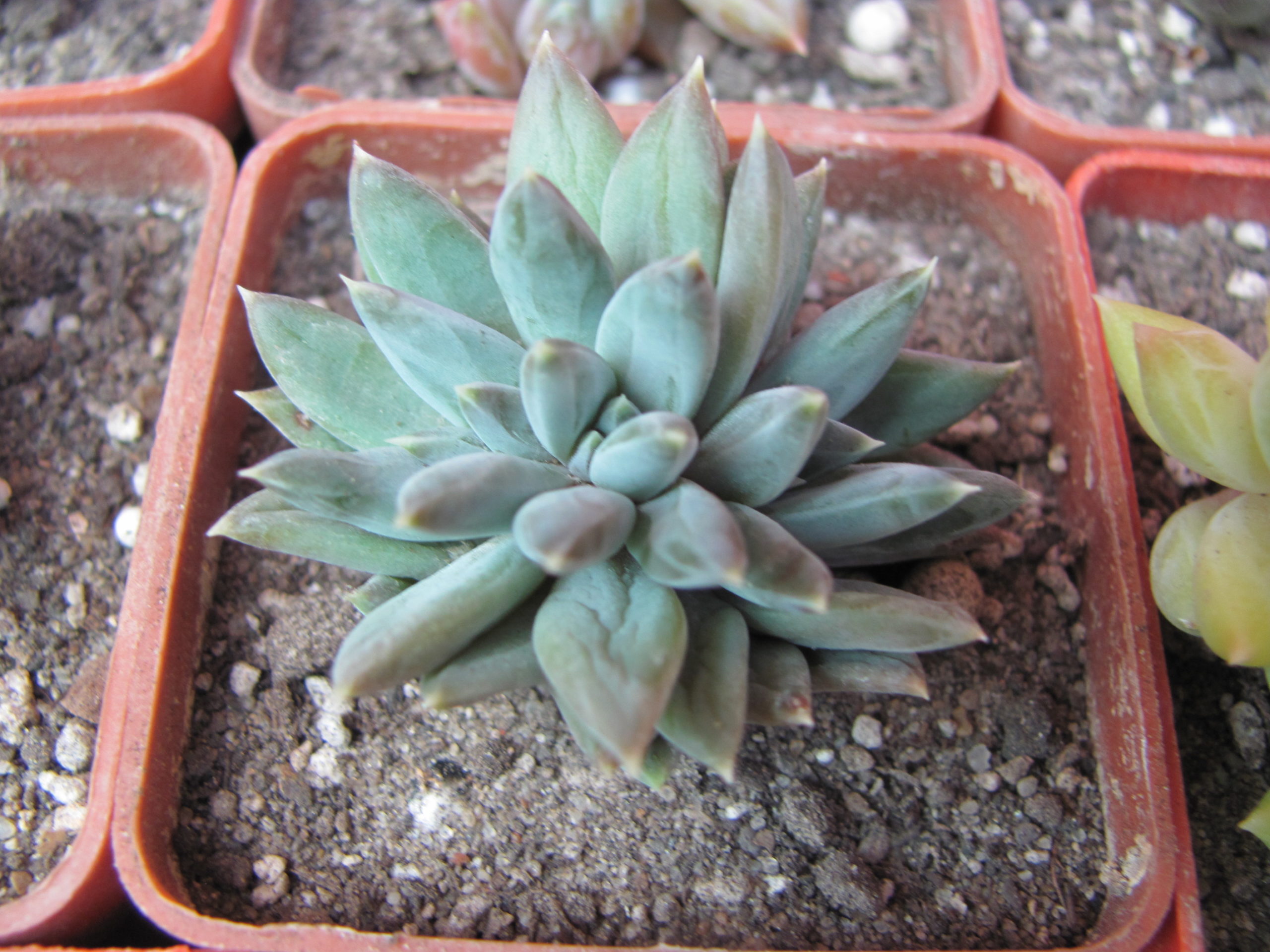 Pachyphytum hybr. (cristata ?)