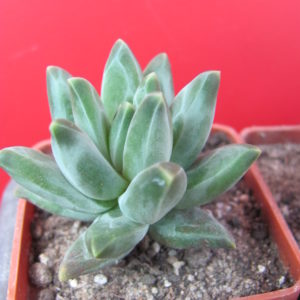 Pachyphytum compactum *Purple Diamond*