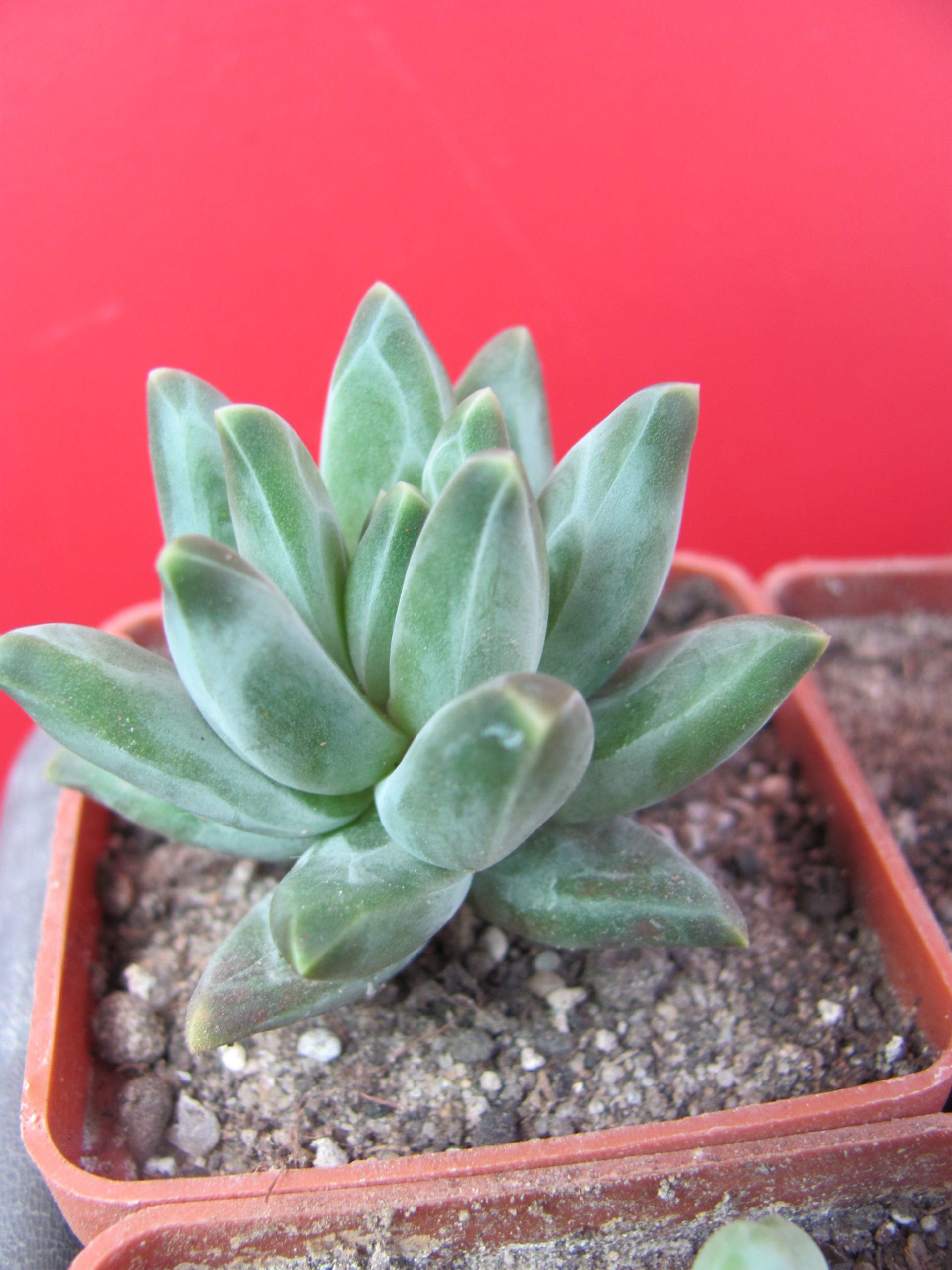 Pachyphytum compactum *Purple Diamond*