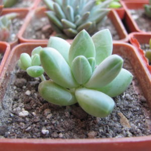 Pachyphytum  hybr.