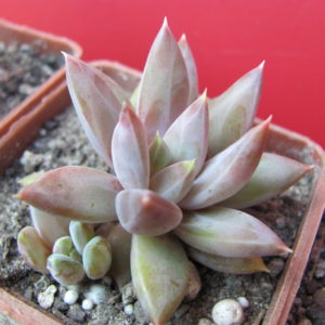 Pachyphytum   hybr.     ( hybrid Lipskiy )
