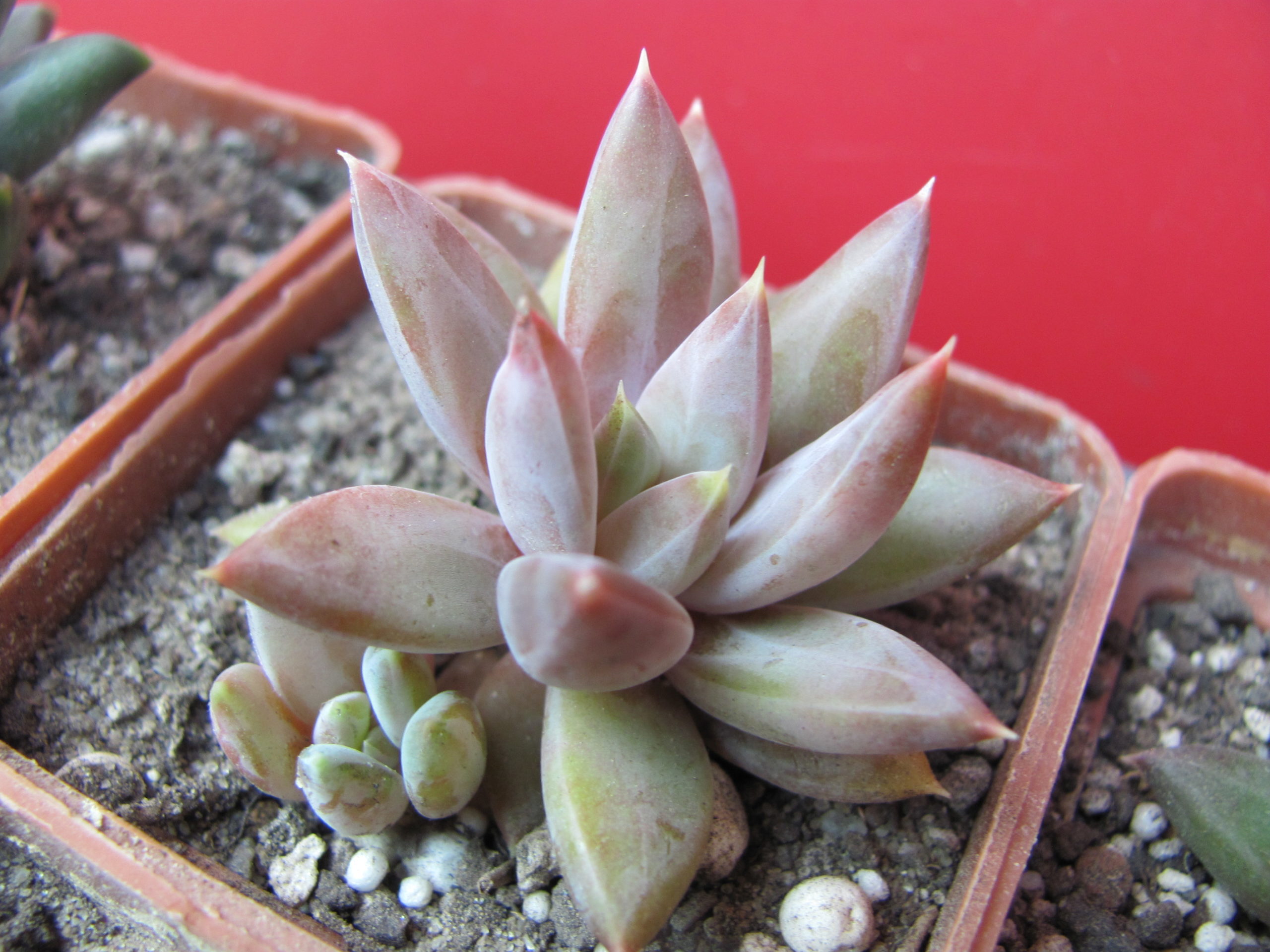 Pachyphytum hybr. ( hybrid Lipskiy )