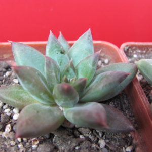 Pachyphytum hybr.