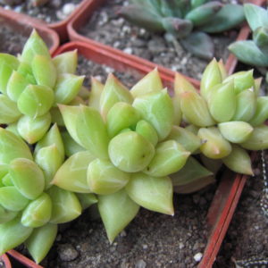 Pachyphytum   hybr.