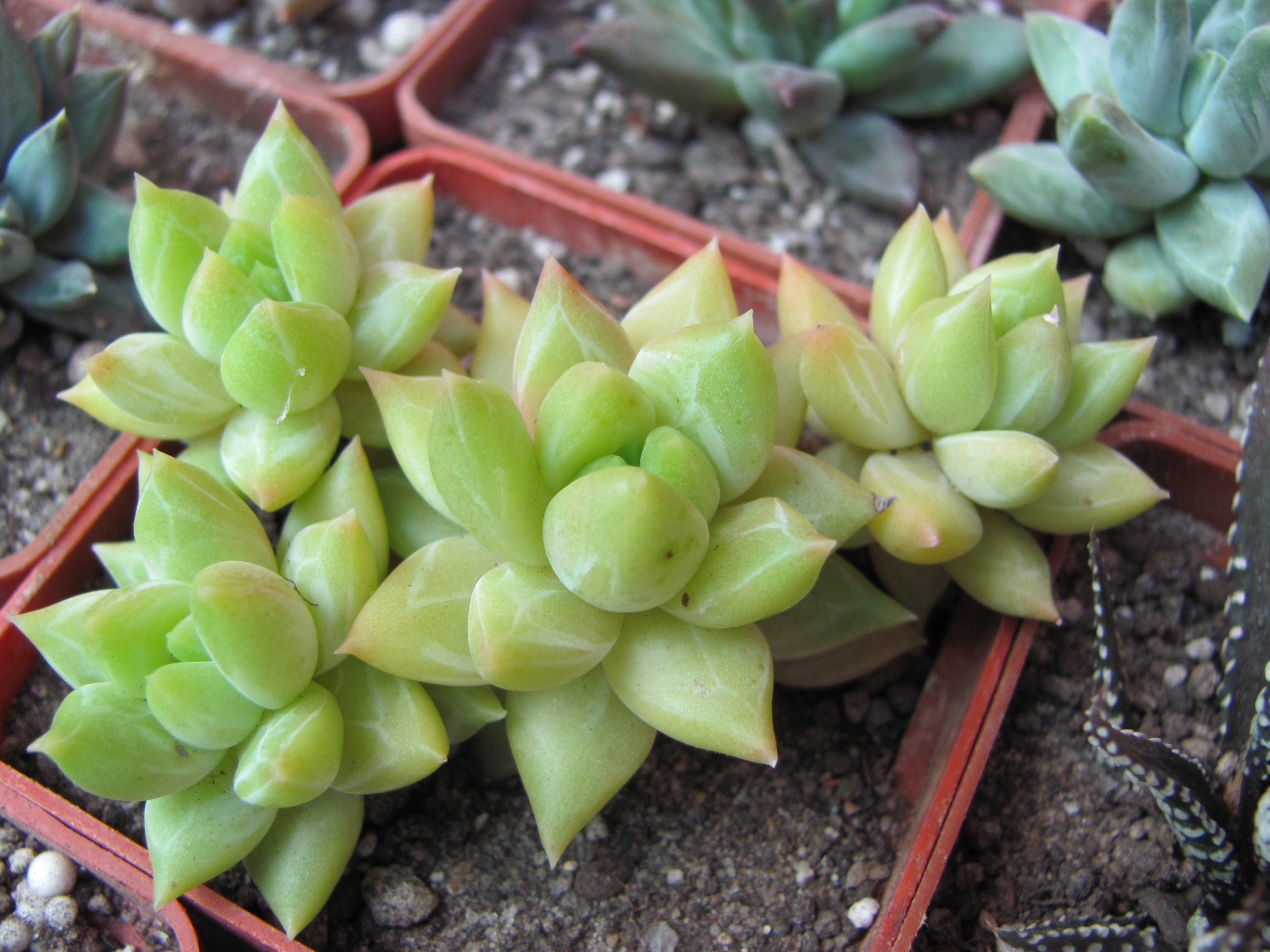 Pachyphytum hybr.