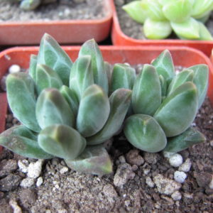 Pachyphytum   compactum  *Purple Diamond*