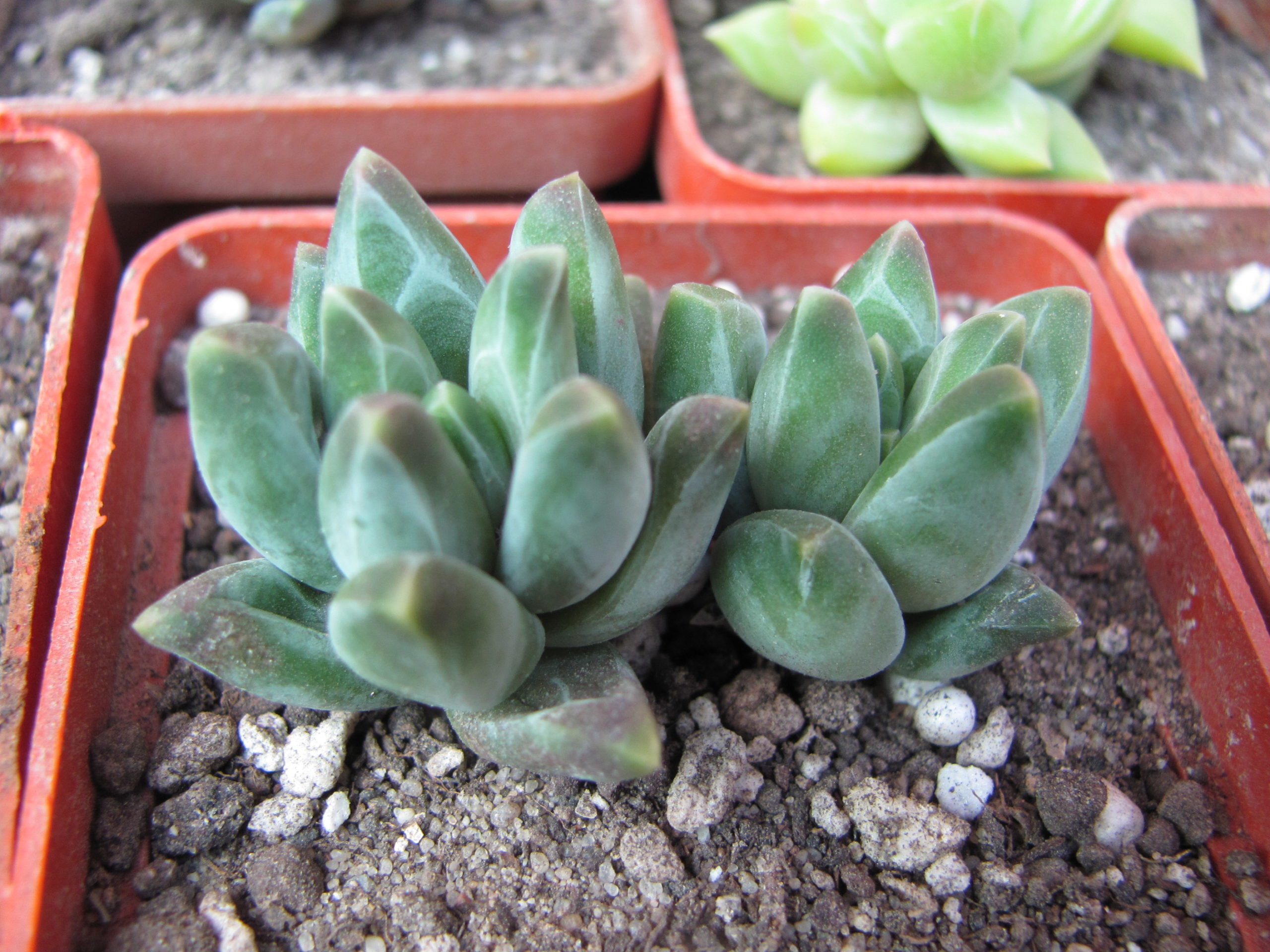 Pachyphytum compactum *Purple Diamond*